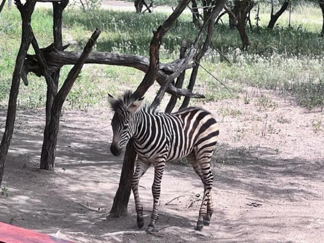 Turaco Lodge - No Loadshedding Marloth Park Eksteriør bilde