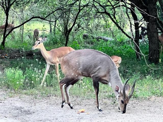 Turaco Lodge - No Loadshedding Marloth Park Eksteriør bilde