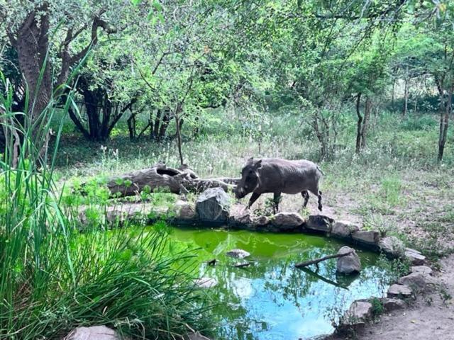 Turaco Lodge - No Loadshedding Marloth Park Eksteriør bilde