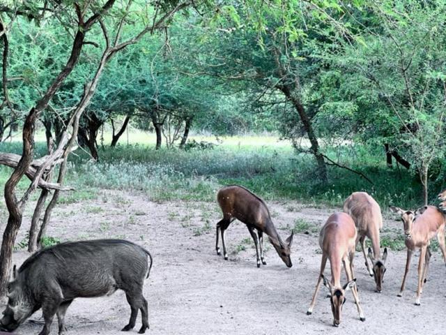 Turaco Lodge - No Loadshedding Marloth Park Eksteriør bilde