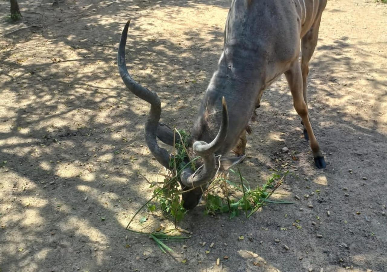 Turaco Lodge - No Loadshedding Marloth Park Eksteriør bilde